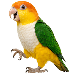 White-Bellied Caique